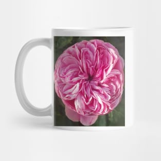 Pink Vintage Cabbage Rose Flower Mug